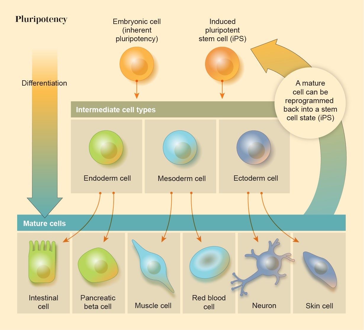 Graphic shows how pluripotency works. Embryonic cells differentiate into one of three intermediate cell types, then into a variety of mature cells. A mature cell can then be reprogrammed back into a stem cell state. 